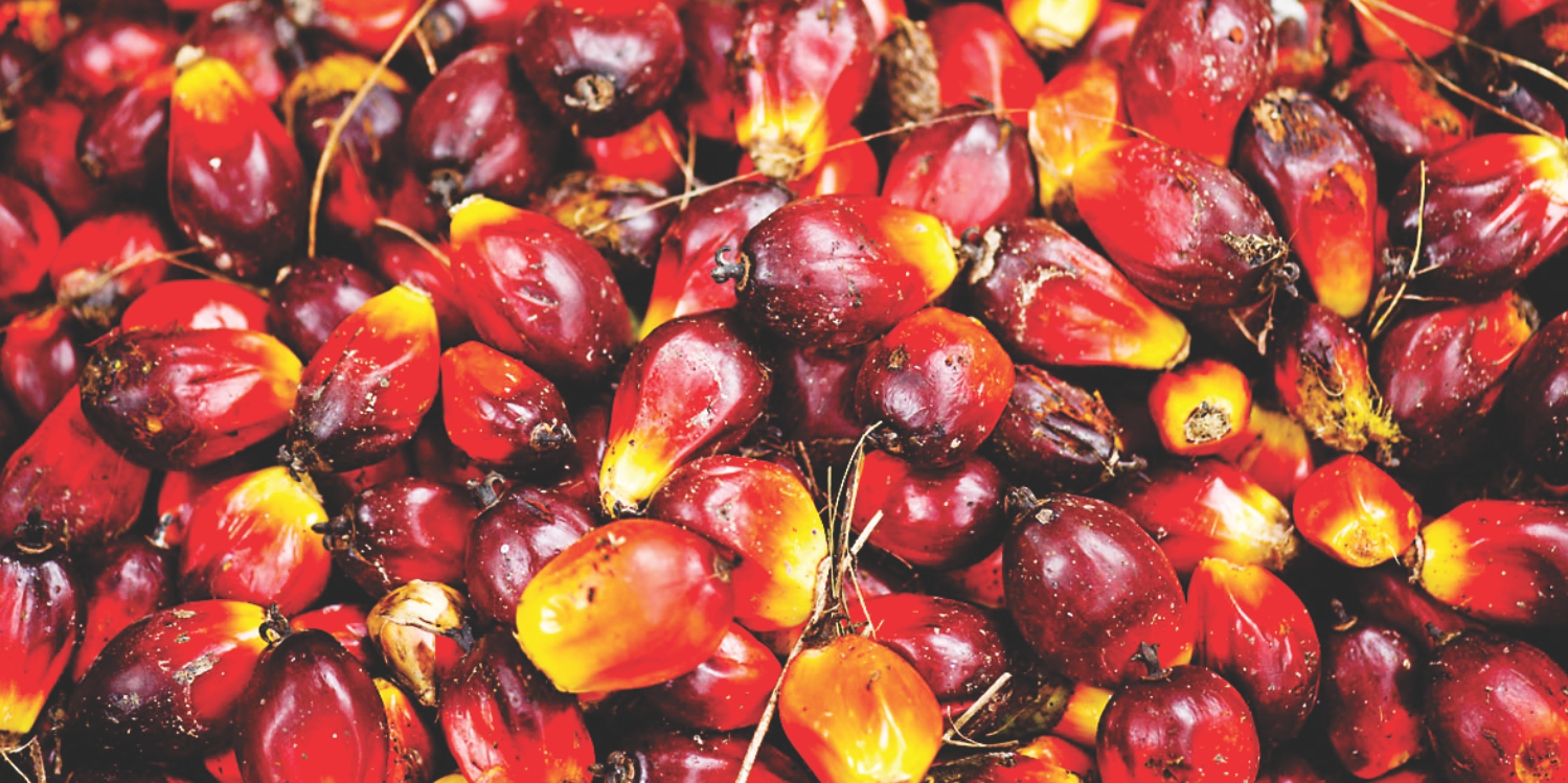 C'River palm oil in high demand in northern Nigeria, West Africa - Dealer