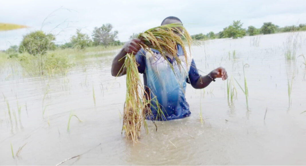 AFAN solicits support to Farmers affected by Flood